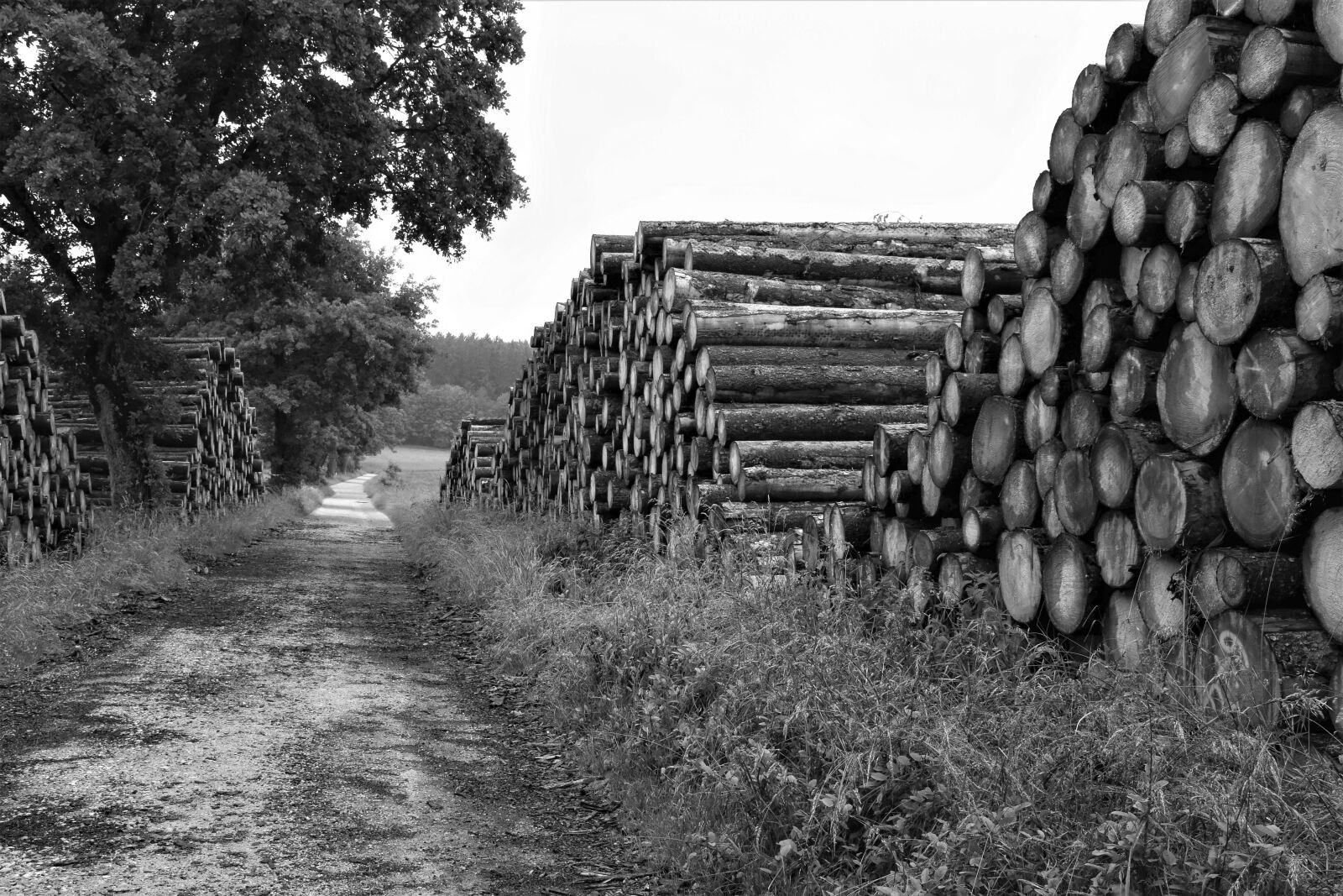 Nikon D7200 sample photo. Wood, timber industry, forest photography