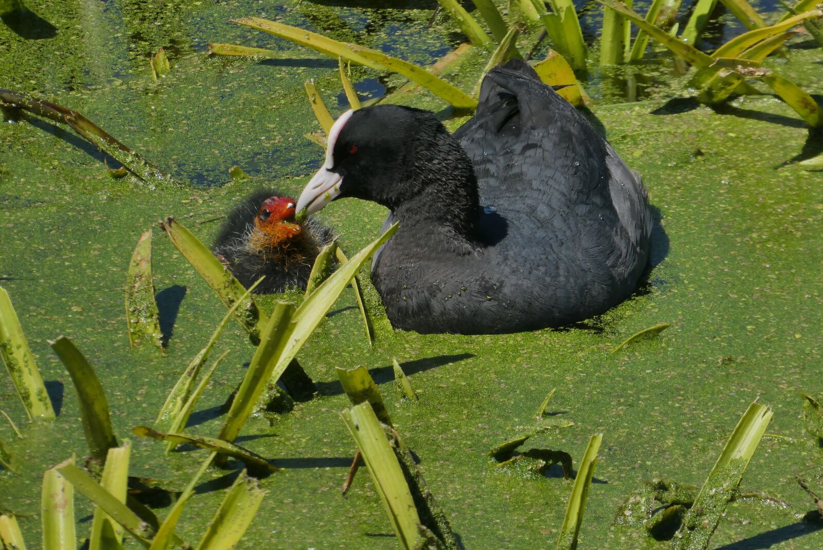 Panasonic Lumix DC-ZS70 (Lumix DC-TZ90) sample photo. Coot, young coot, feed photography