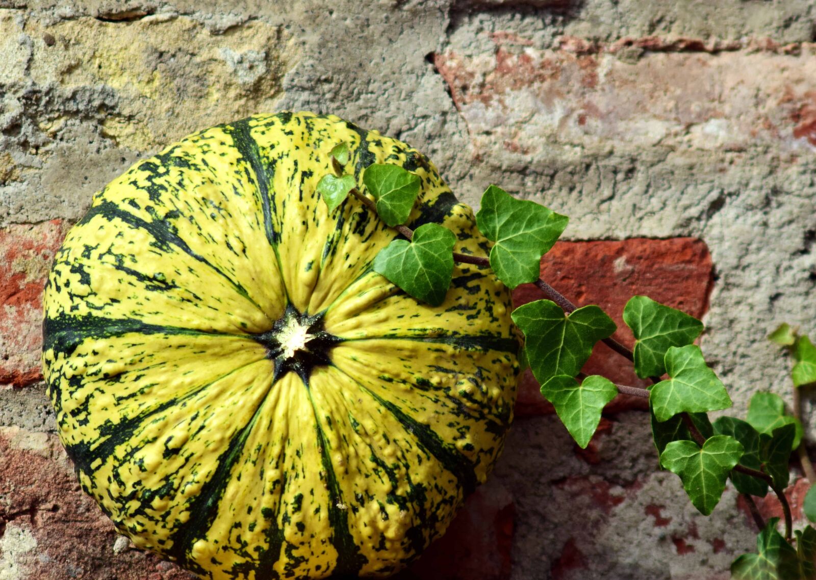 Nikon D3300 sample photo. Flora, nature, vegetable, detail photography