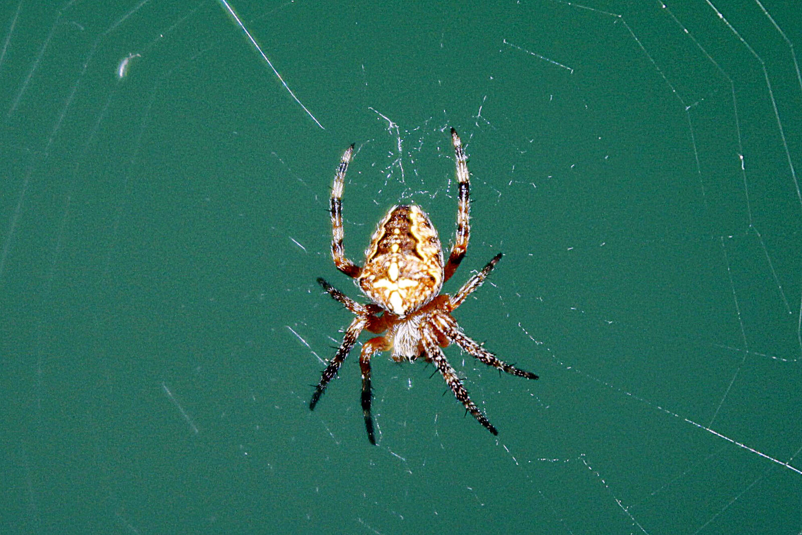 Canon EOS 1200D (EOS Rebel T5 / EOS Kiss X70 / EOS Hi) sample photo. Arachnid, cobweb, spider photography