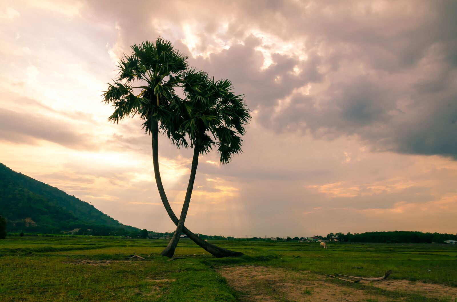 Nikon D5100 sample photo. Tree, palm trees, jaggery photography