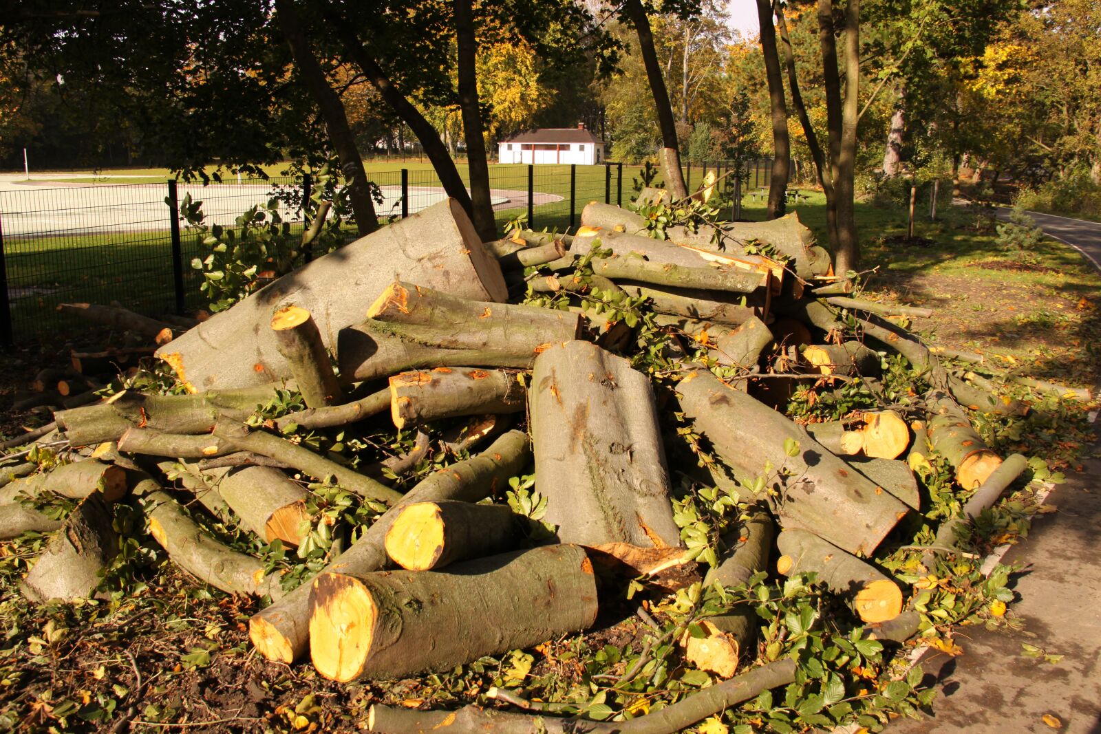 Canon EOS 50D sample photo. Woodpile, wood, burn photography