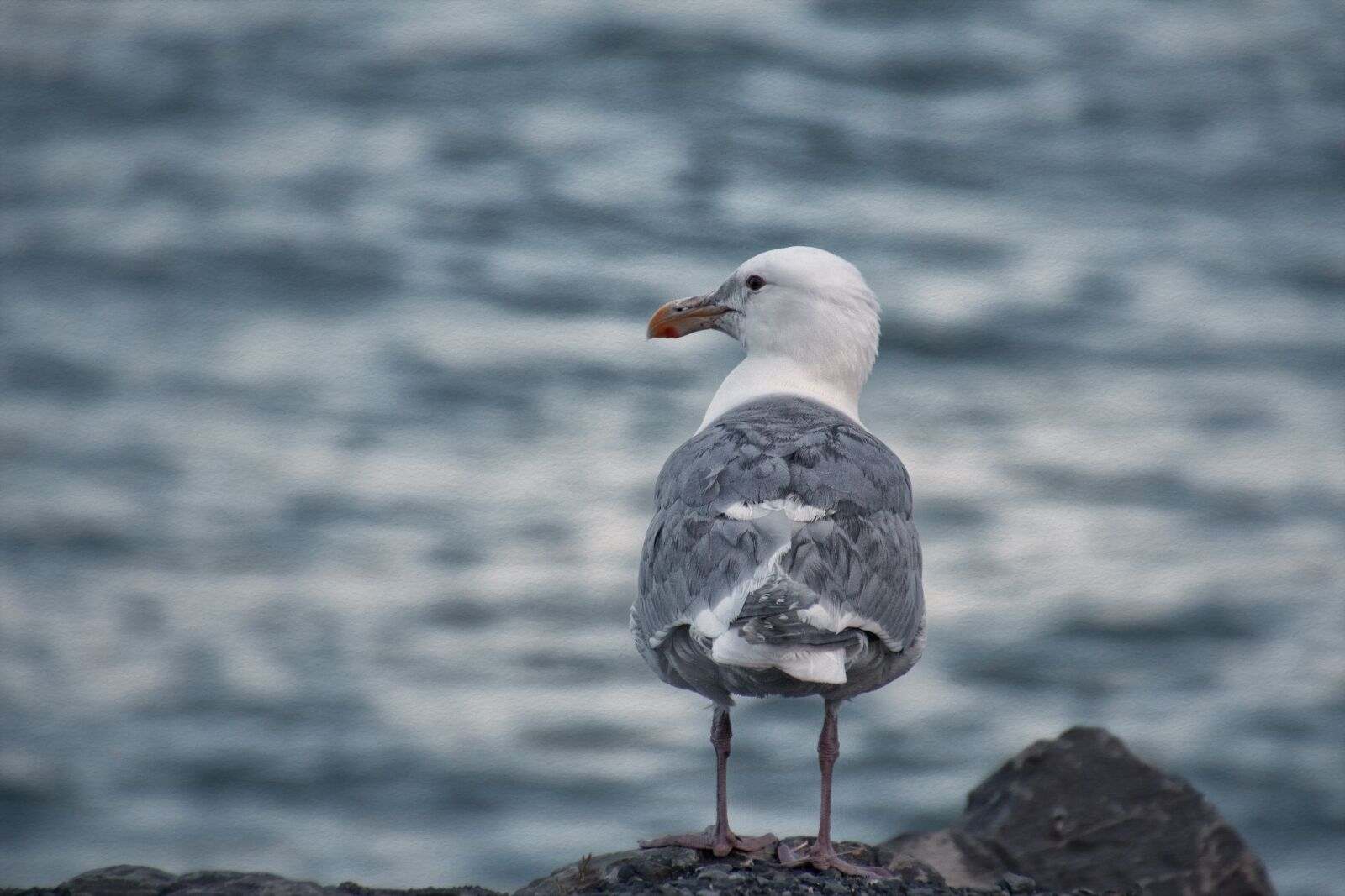 Canon EOS 650D (EOS Rebel T4i / EOS Kiss X6i) sample photo. Seagull, alaska, sea birds photography