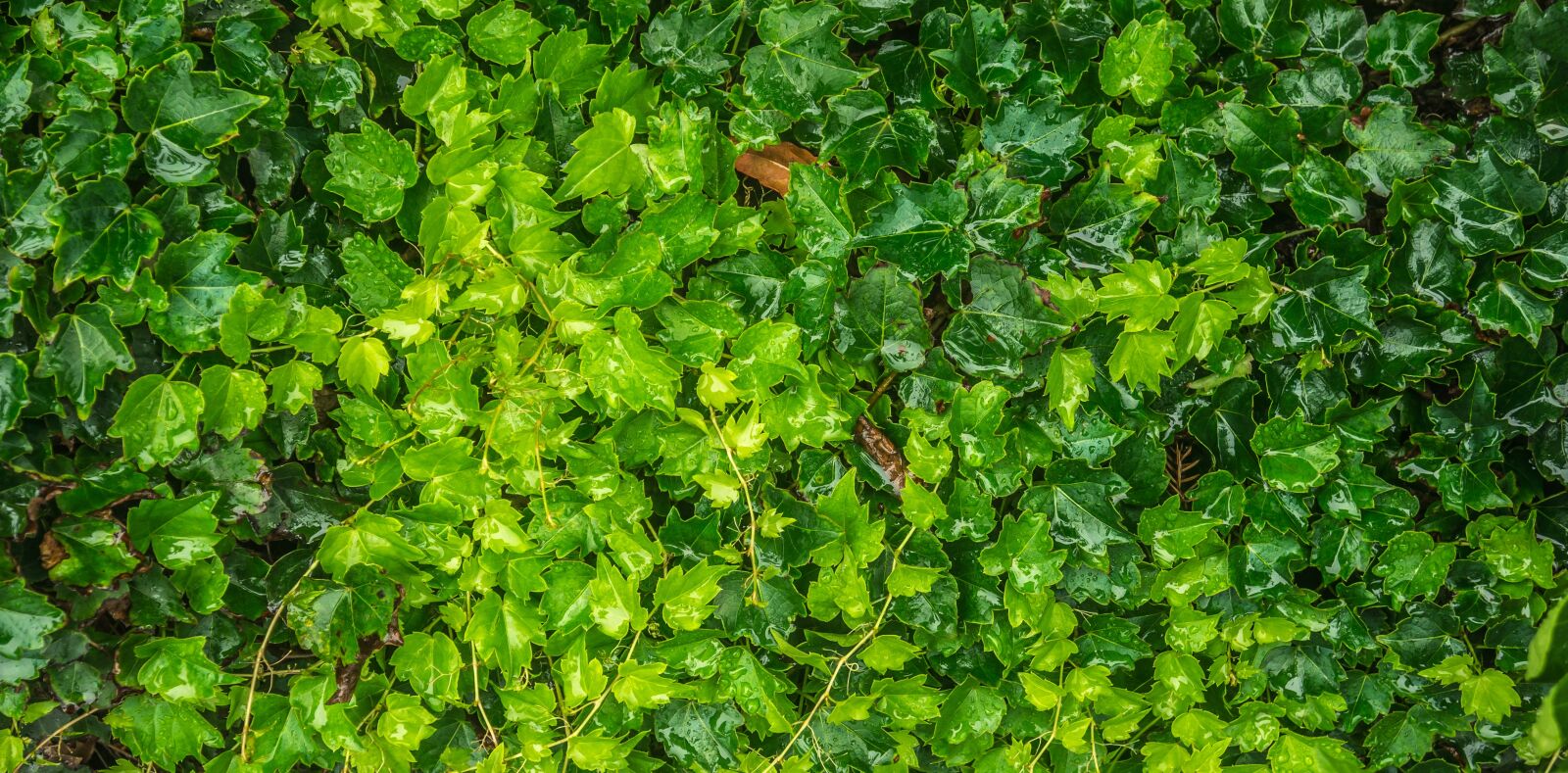 Sony Alpha NEX-5N sample photo. Ivy, leaf, nature photography