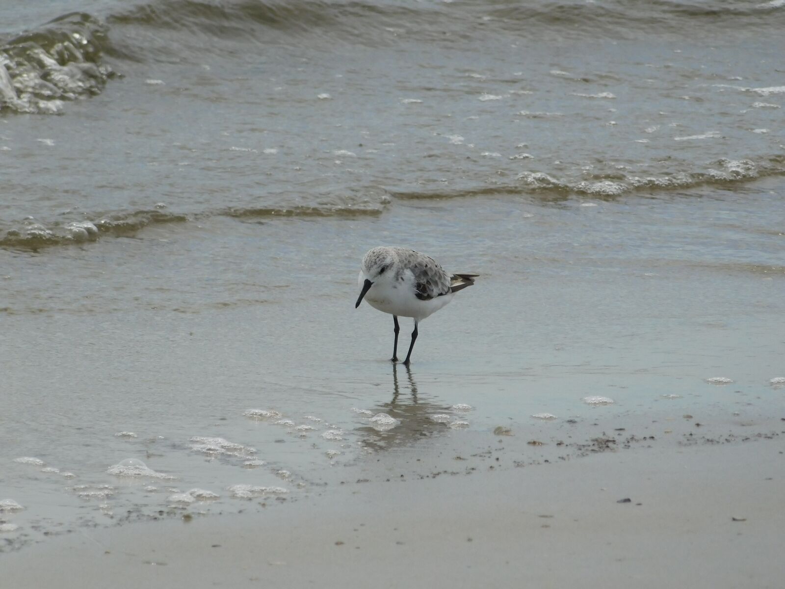 Nikon Coolpix B500 sample photo. Sea, birds, beach photography