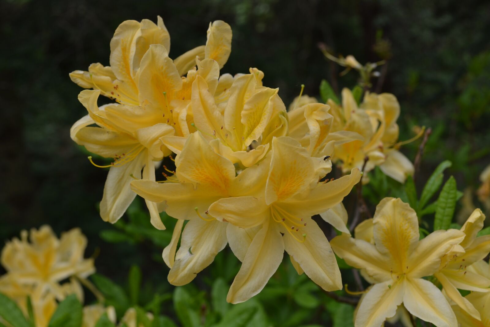 Nikon D3100 sample photo. Rhododendron, jeli arboretum, excursion photography