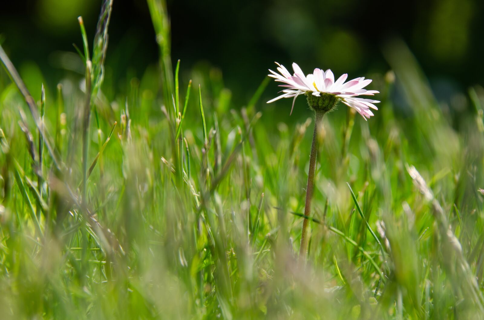 Nikon D7000 sample photo. Daisy, meadow, bellis photography