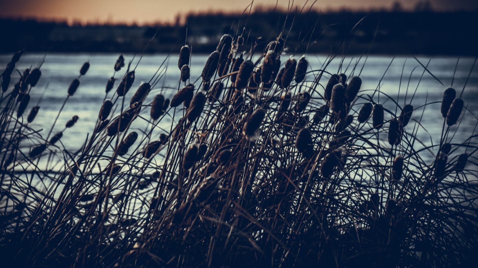 Sony a6000 + Sony Vario-Tessar T* E 16-70mm F4 ZA OSS sample photo. Nature, reeds, flora photography
