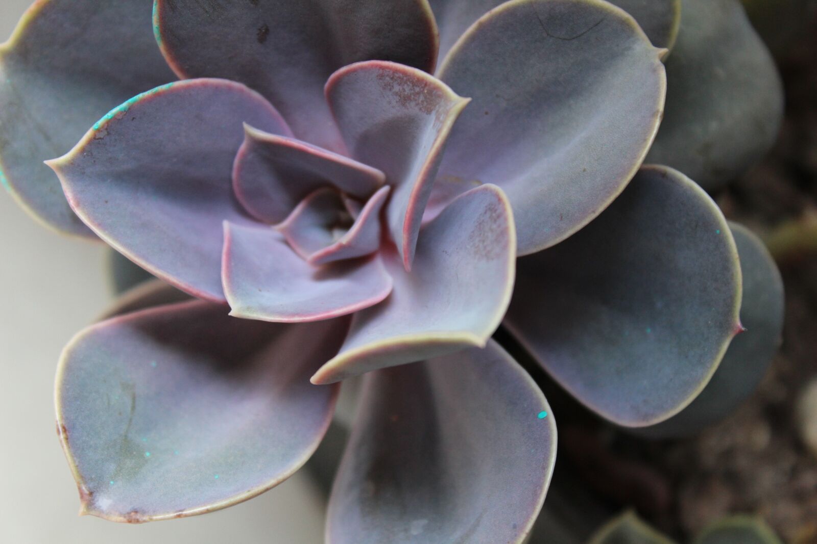 Canon EOS 600D (Rebel EOS T3i / EOS Kiss X5) sample photo. Succulent, flora, nature photography