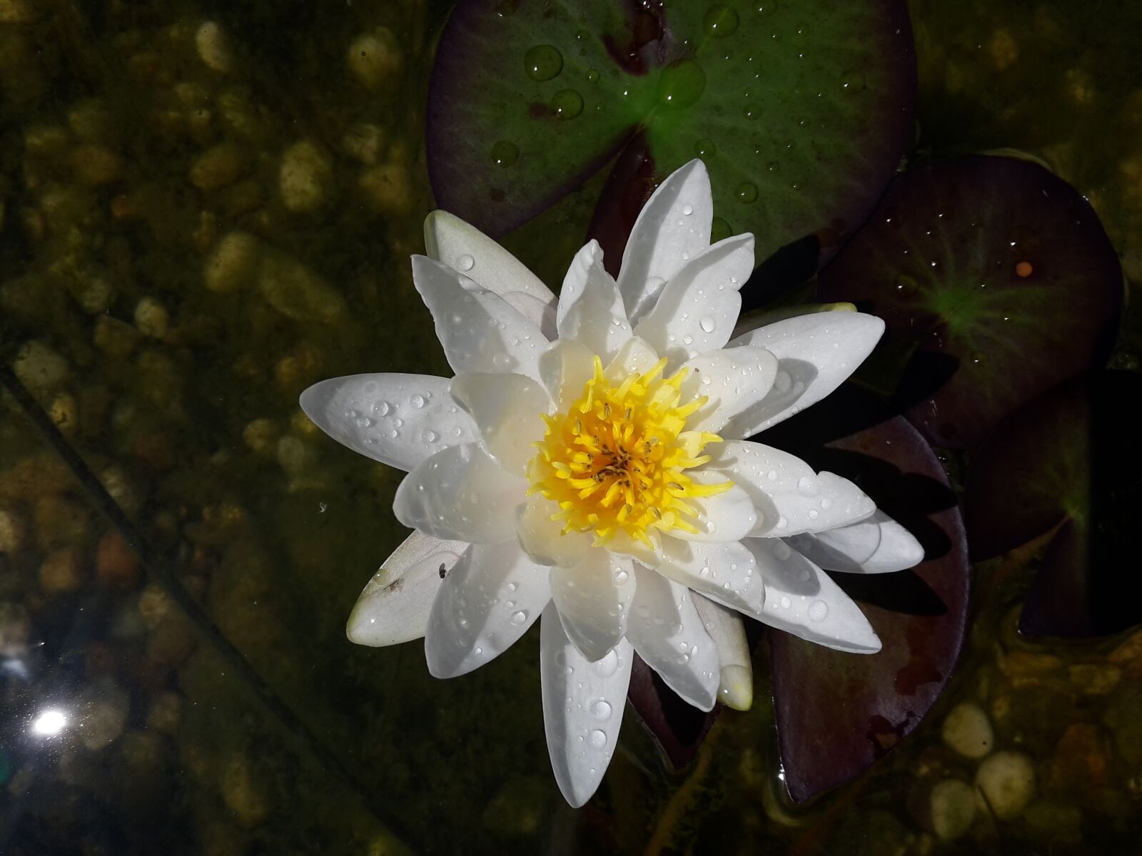 Samsung Galaxy S5 Mini sample photo. Water lily, nuphar lutea photography