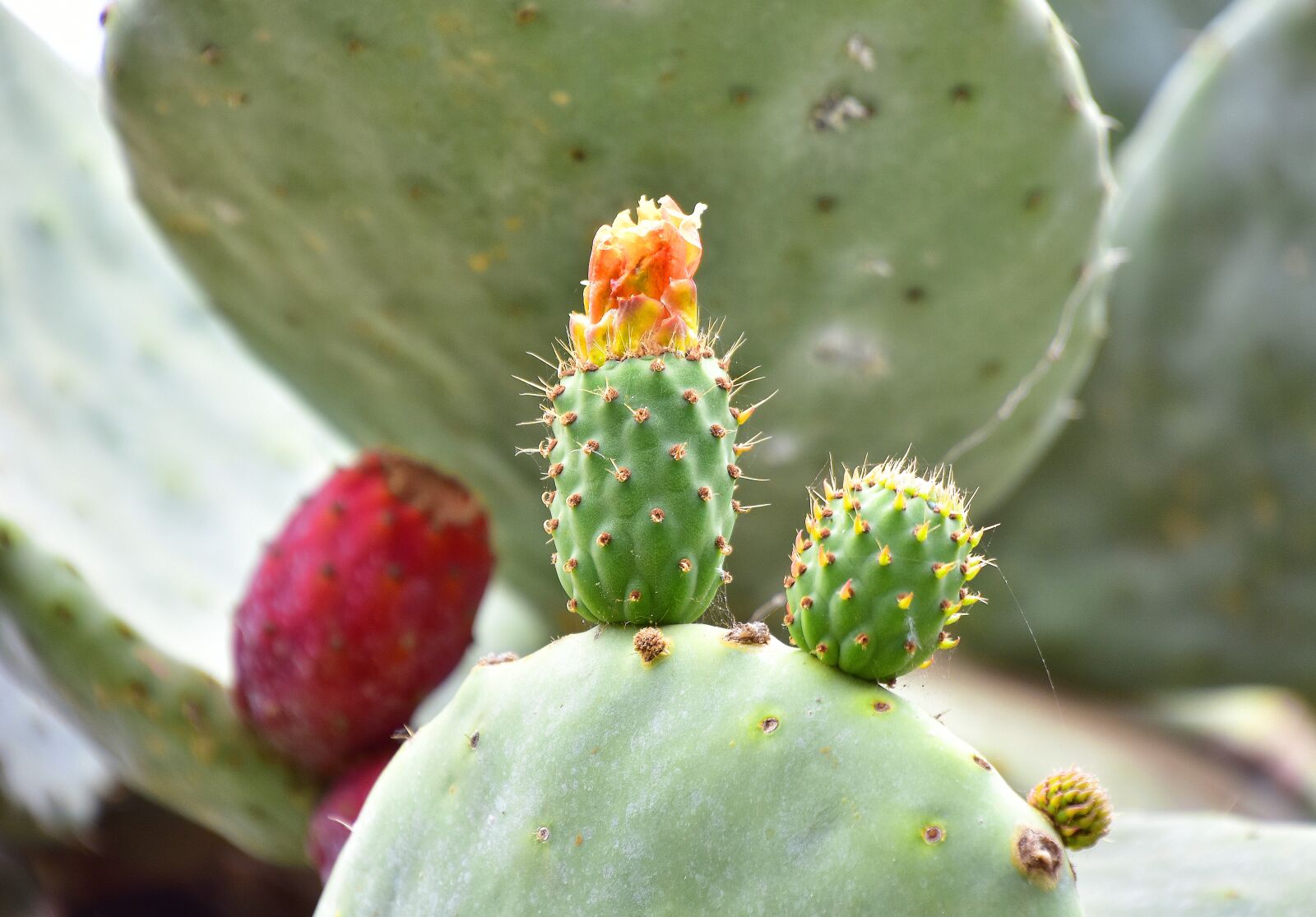 Nikon D7200 sample photo. Plants, cactus, vegetable photography