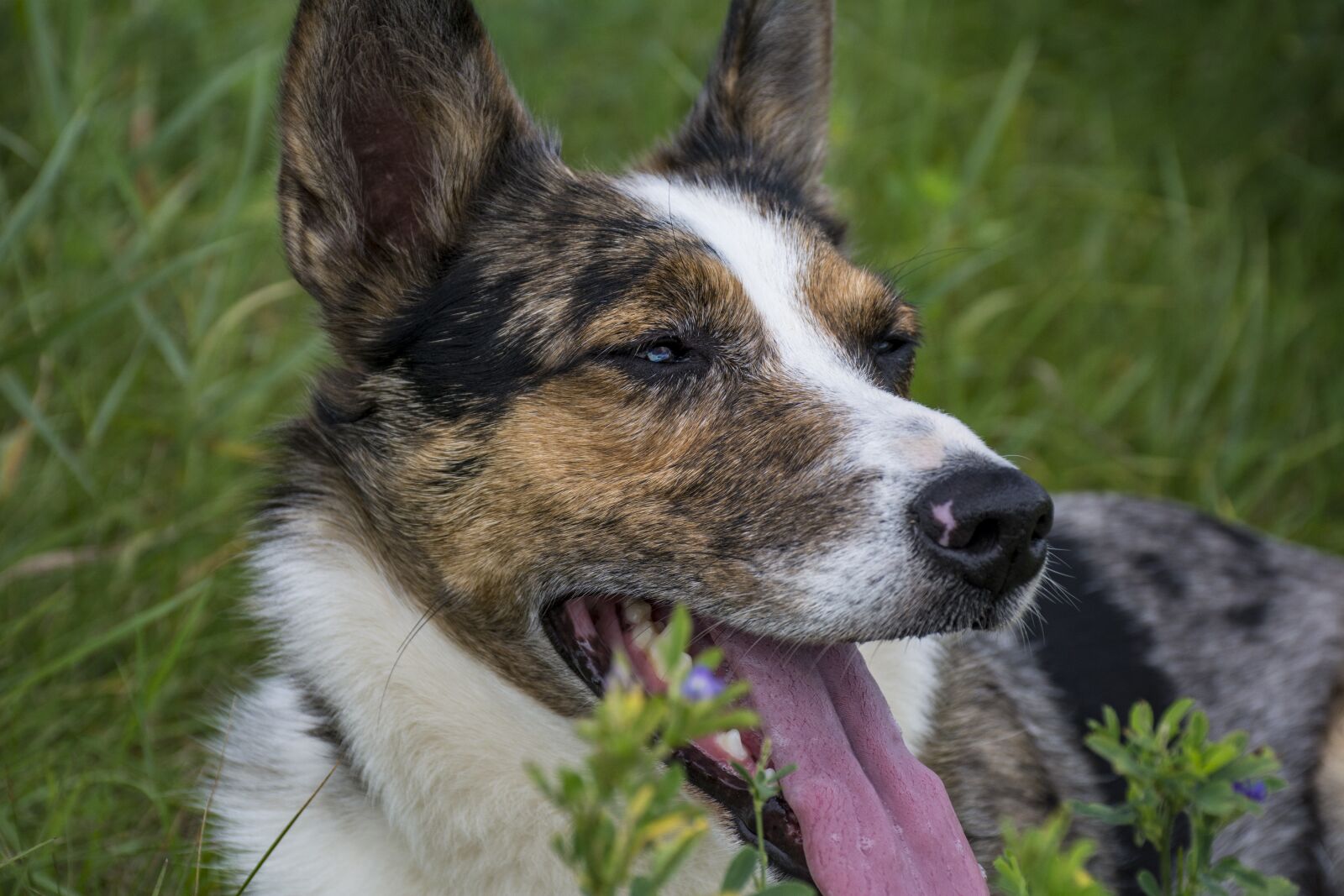 Nikon D7100 sample photo. Dog, happy, smiling photography