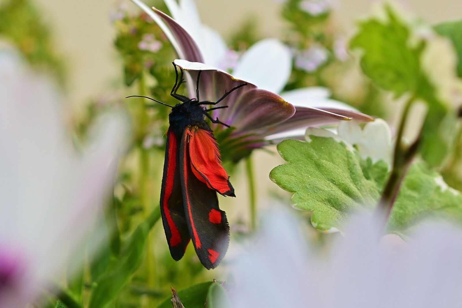 Nikon D5200 sample photo. Butterfly, red, black photography