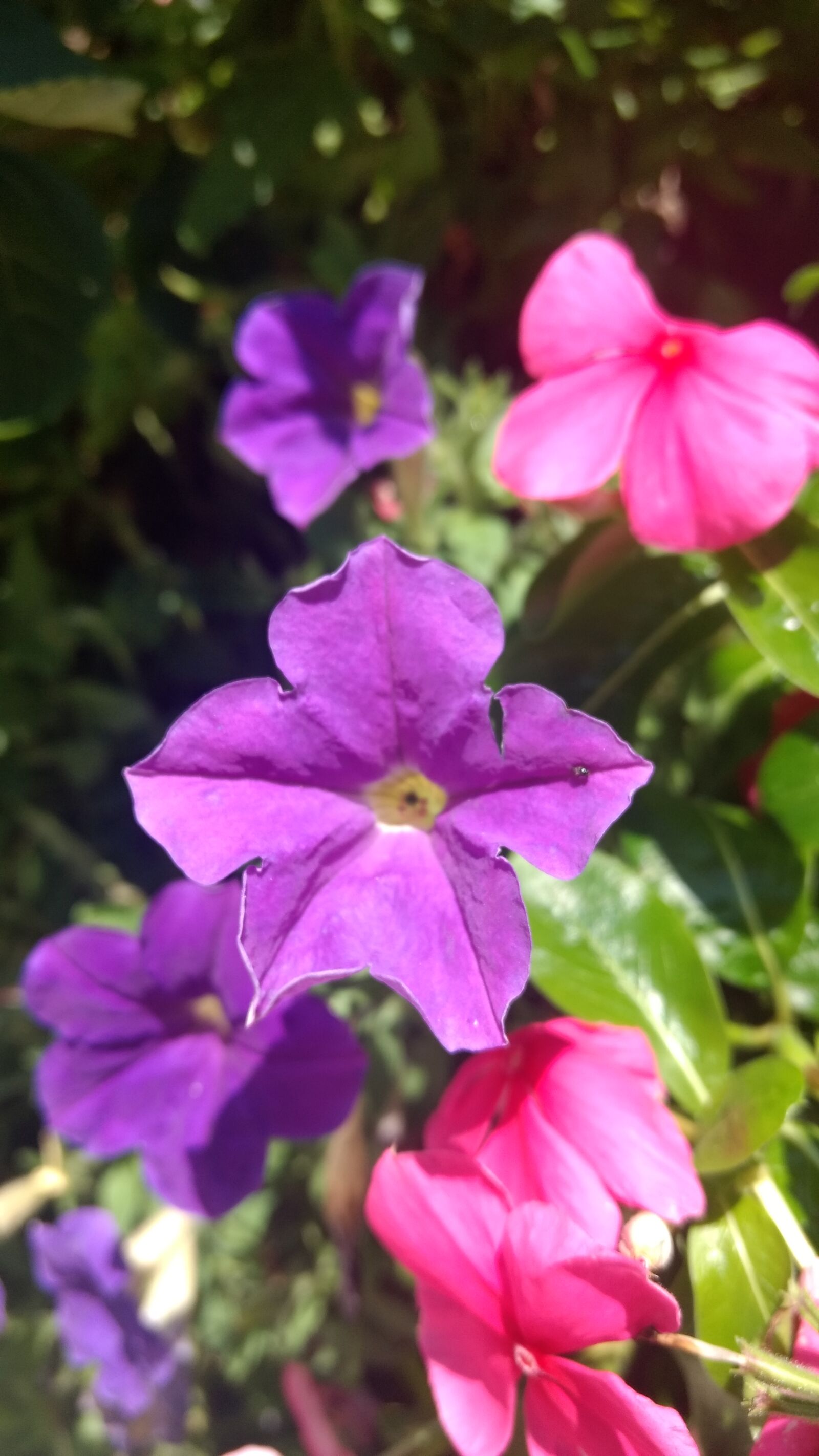 Motorola Moto G (4) sample photo. Flower photography