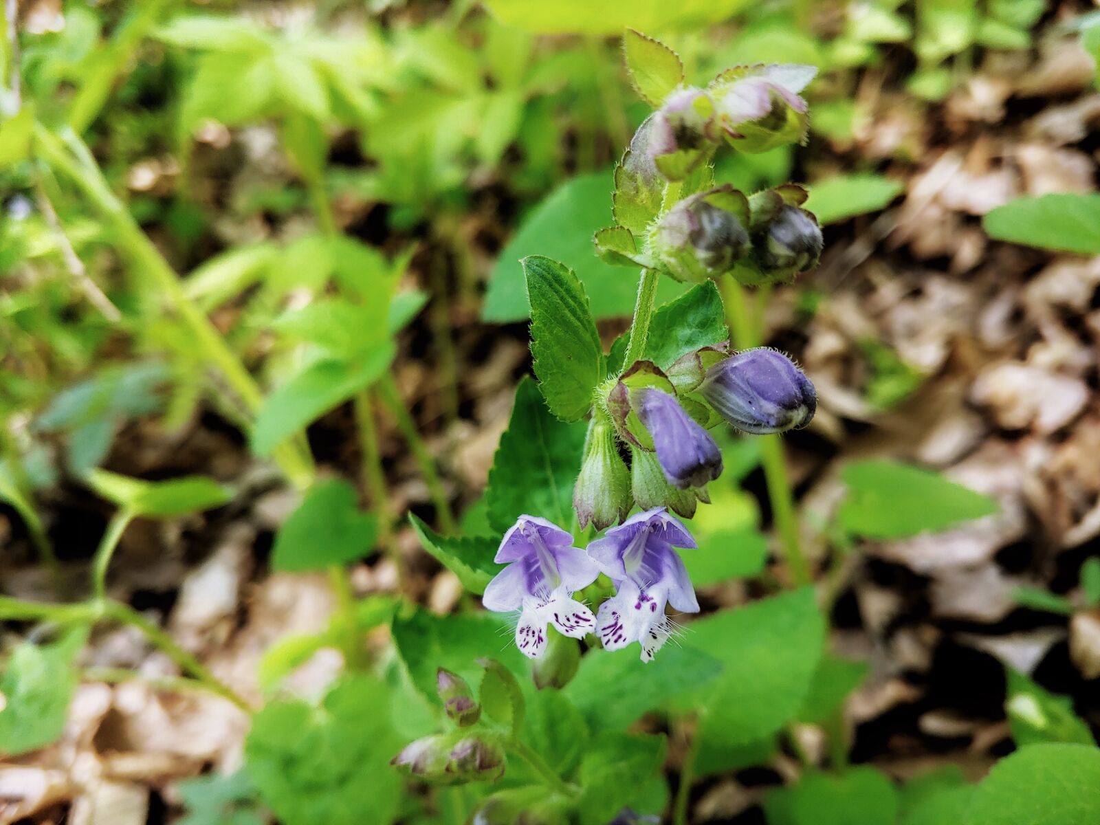 LG G7 THINQ sample photo. Make the shoulder vine photography