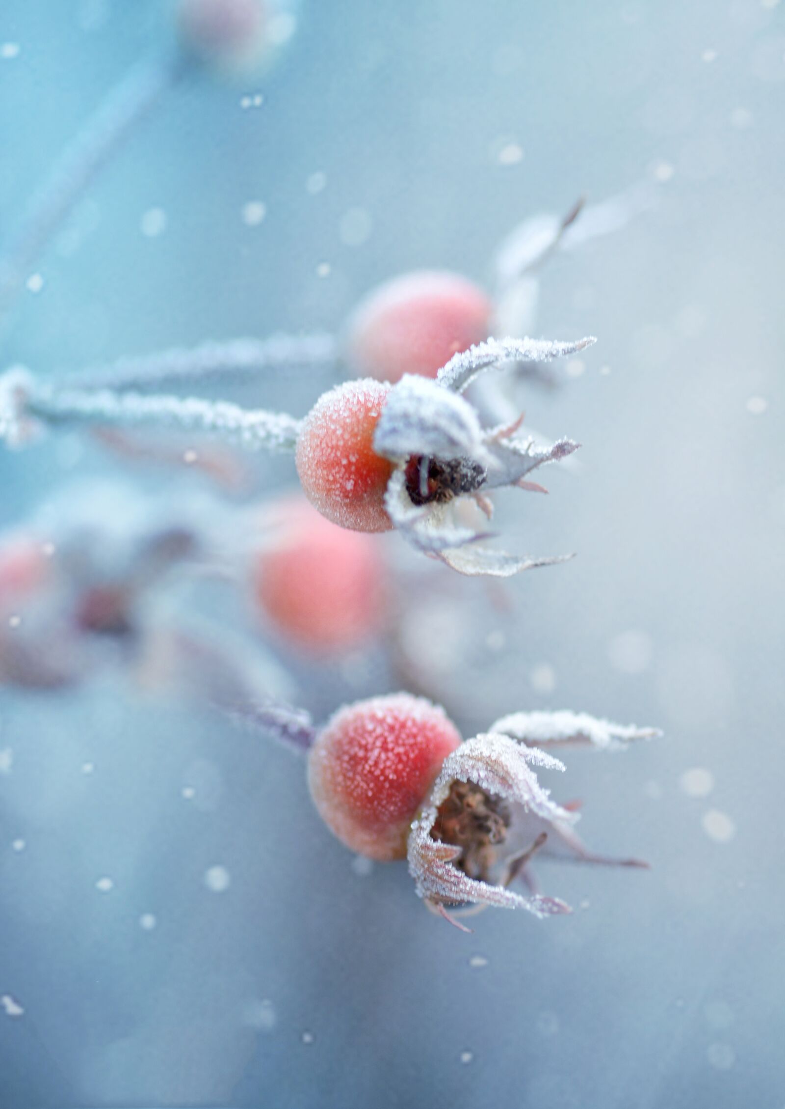 Nikon D7100 sample photo. Winter, berry, nature photography