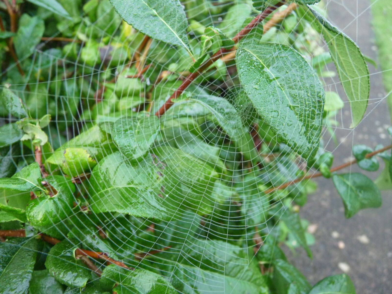 Panasonic Lumix DMC-FZ28 sample photo. Canvas, spider, leaf photography