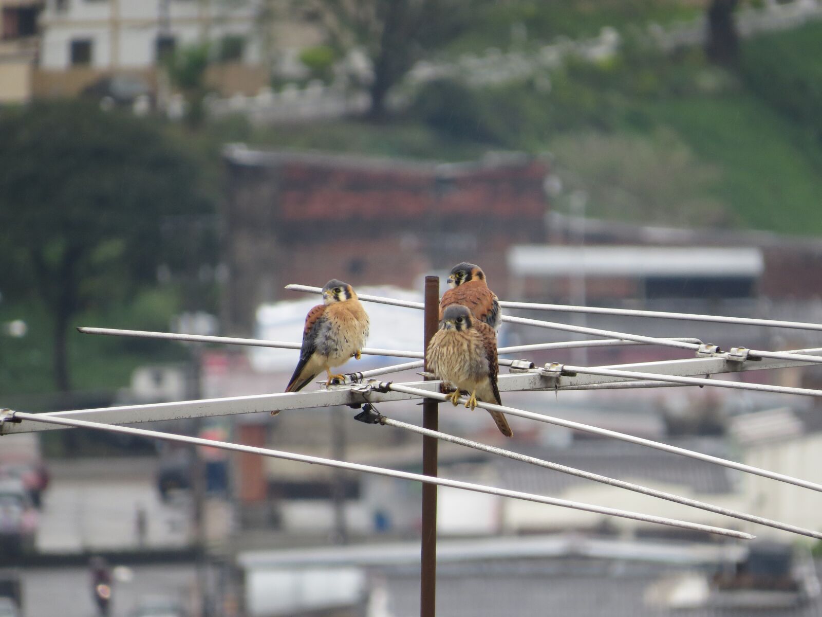 Canon PowerShot SX50 HS sample photo. Birds, fauna, nature photography