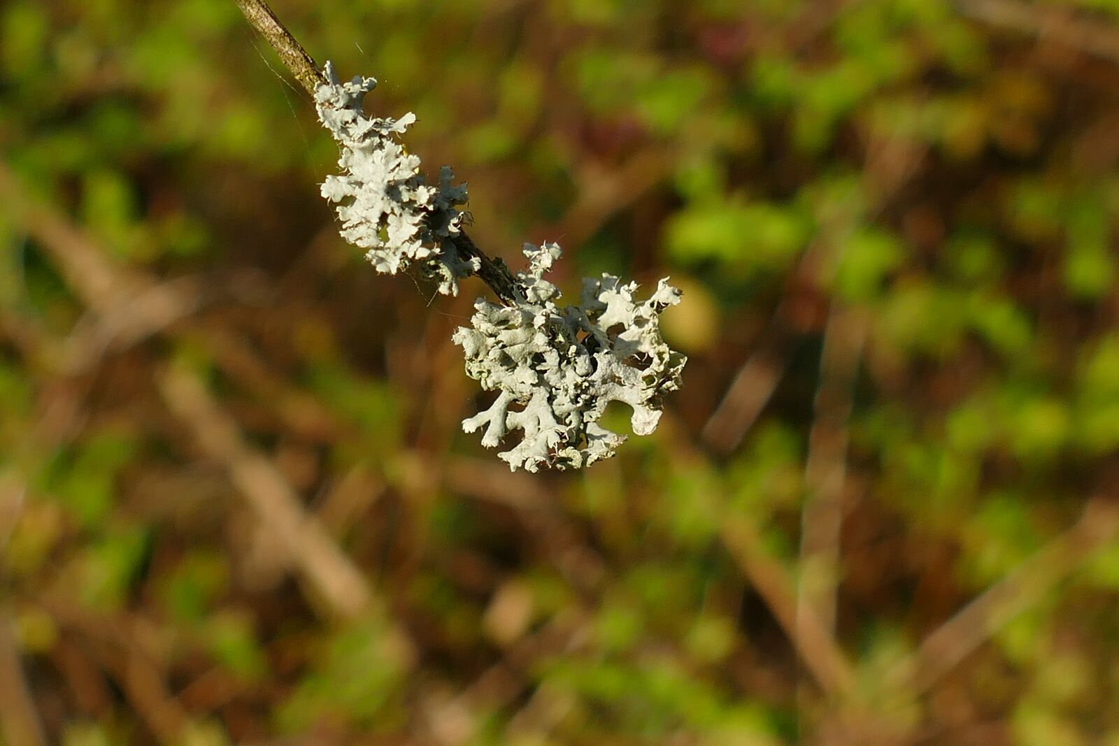 Panasonic Lumix DMC-FZ1000 sample photo. Branch, bush, mold photography