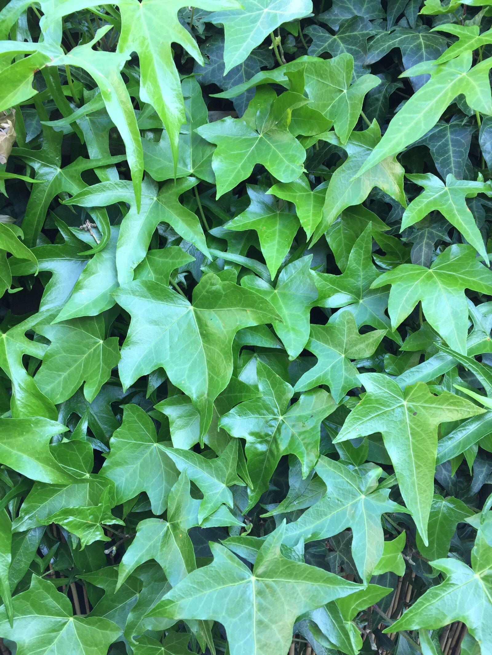Apple iPhone 6 sample photo. Leaf, green, ivy photography