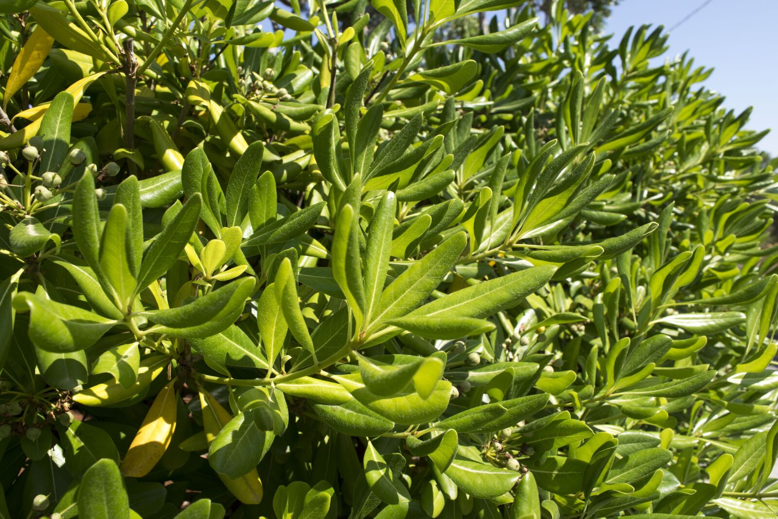 Nikon D5300 sample photo. Nature, green, plant photography