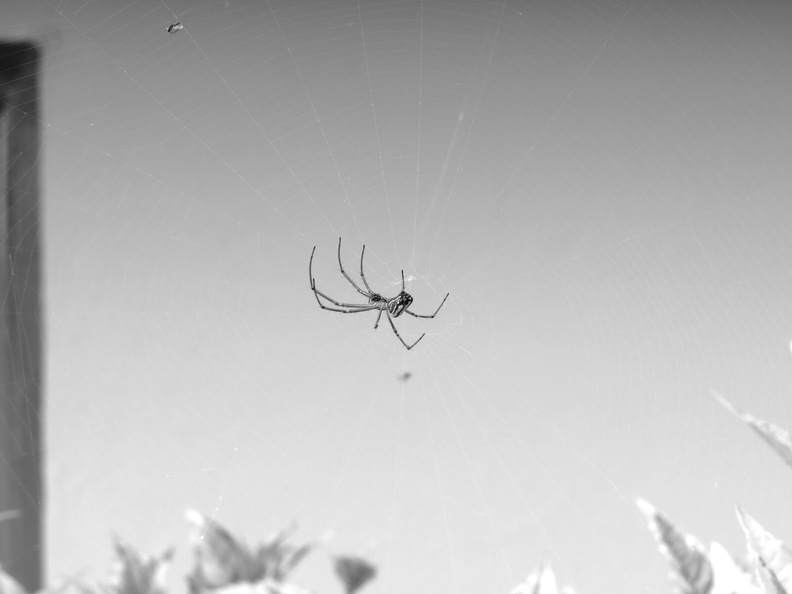 Canon PowerShot SX50 HS sample photo. Nature, insects, colombia photography