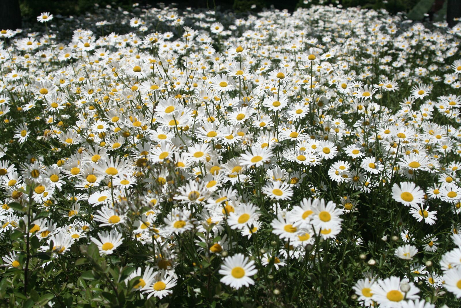 Canon EOS 350D (EOS Digital Rebel XT / EOS Kiss Digital N) sample photo. Jeju island, arboretum, flowers photography