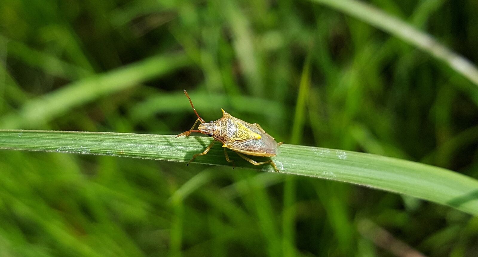 Samsung Galaxy Note5 sample photo. Beetle, bug, stink bug photography
