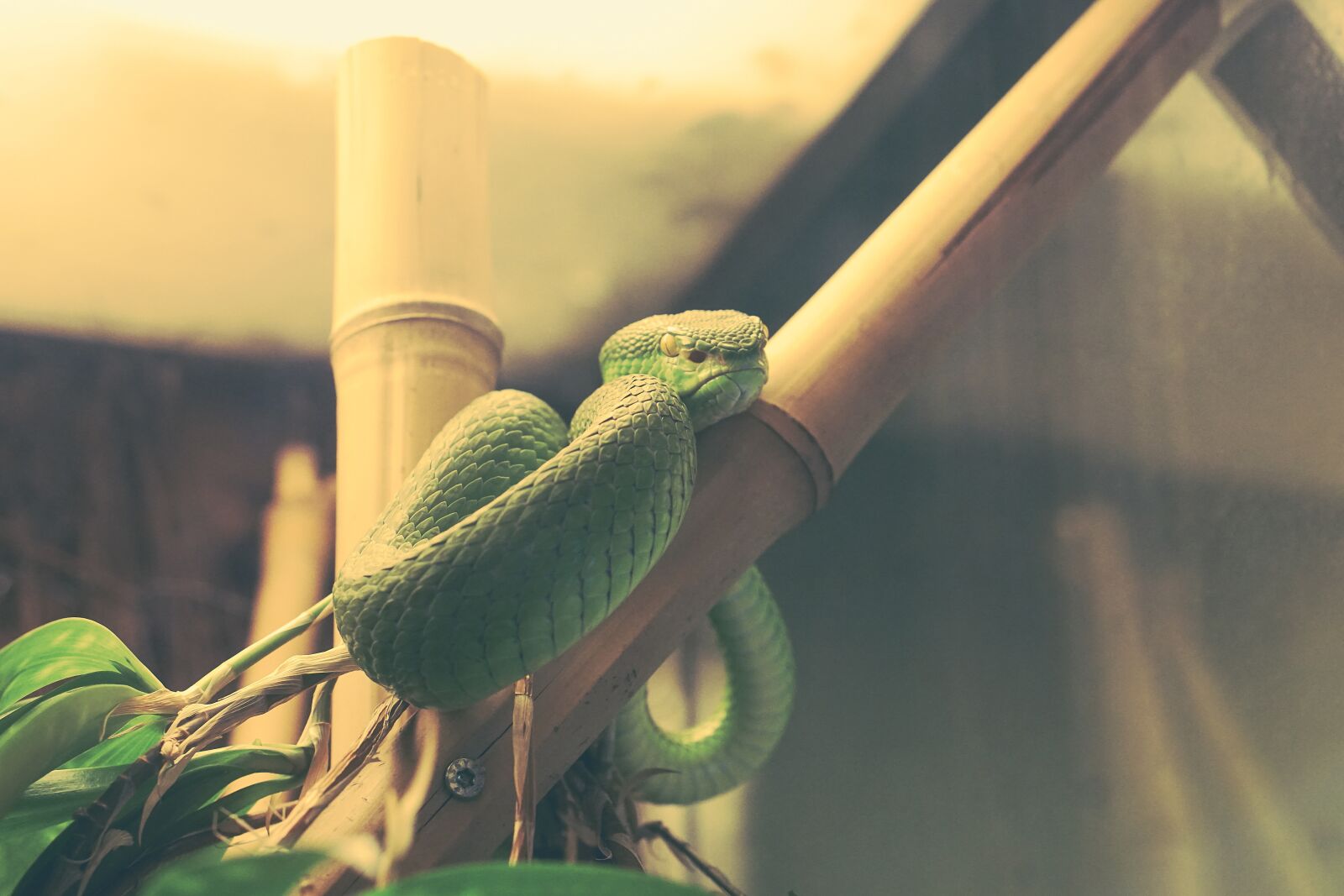 E 50mm F1.8 OSS sample photo. Snake, green, captivity photography
