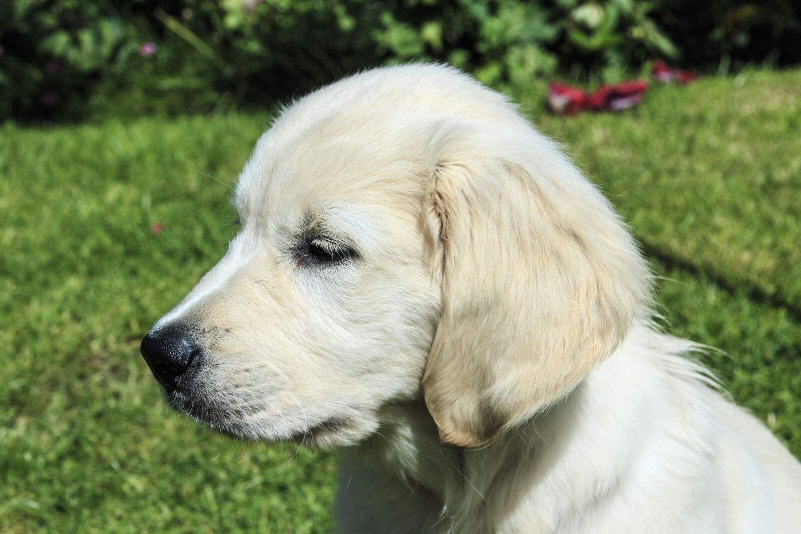 Canon EOS 70D sample photo. Golden retriever, puppy, golden photography