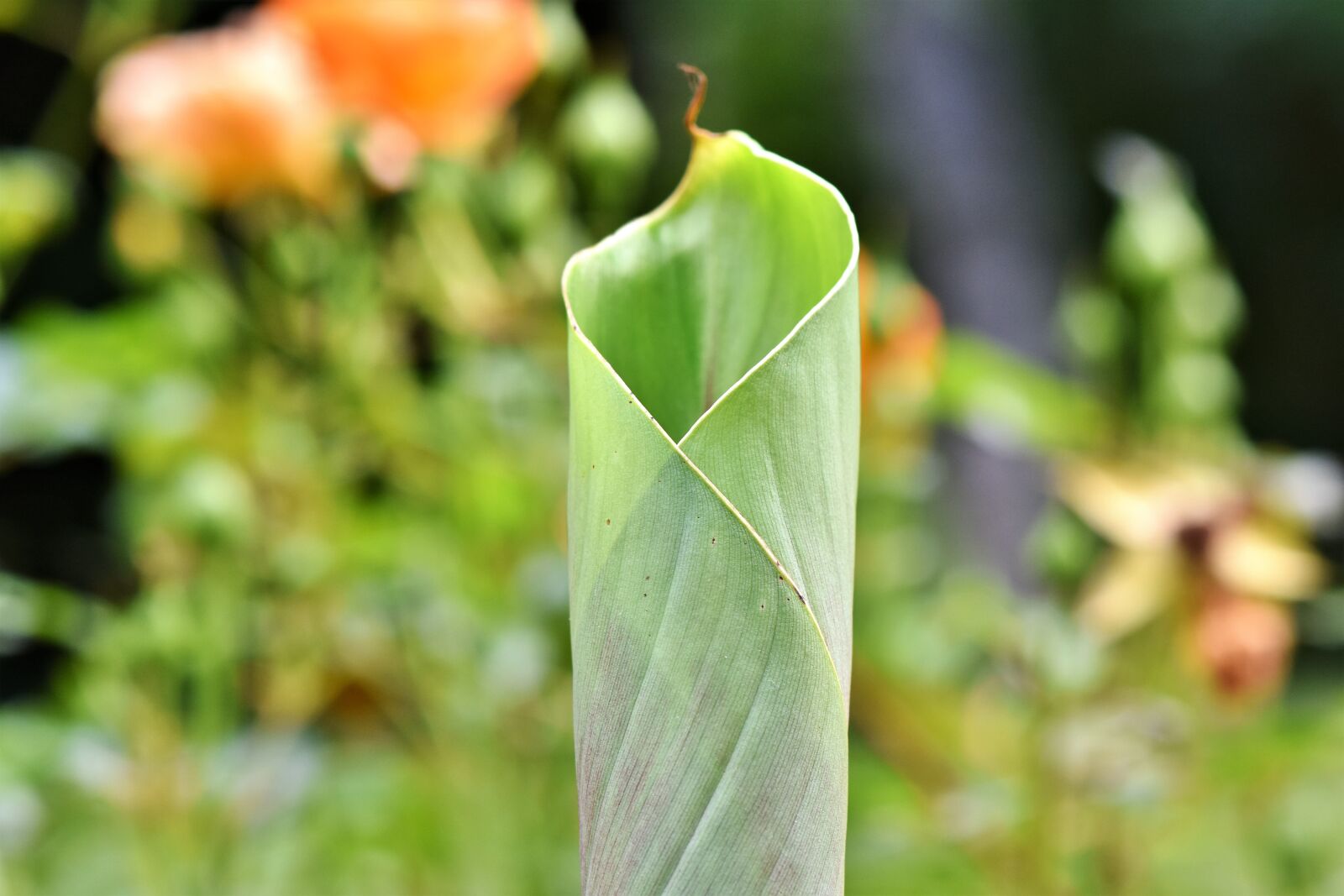 Nikon D7200 sample photo. Banana leaf, leaf, rolled photography