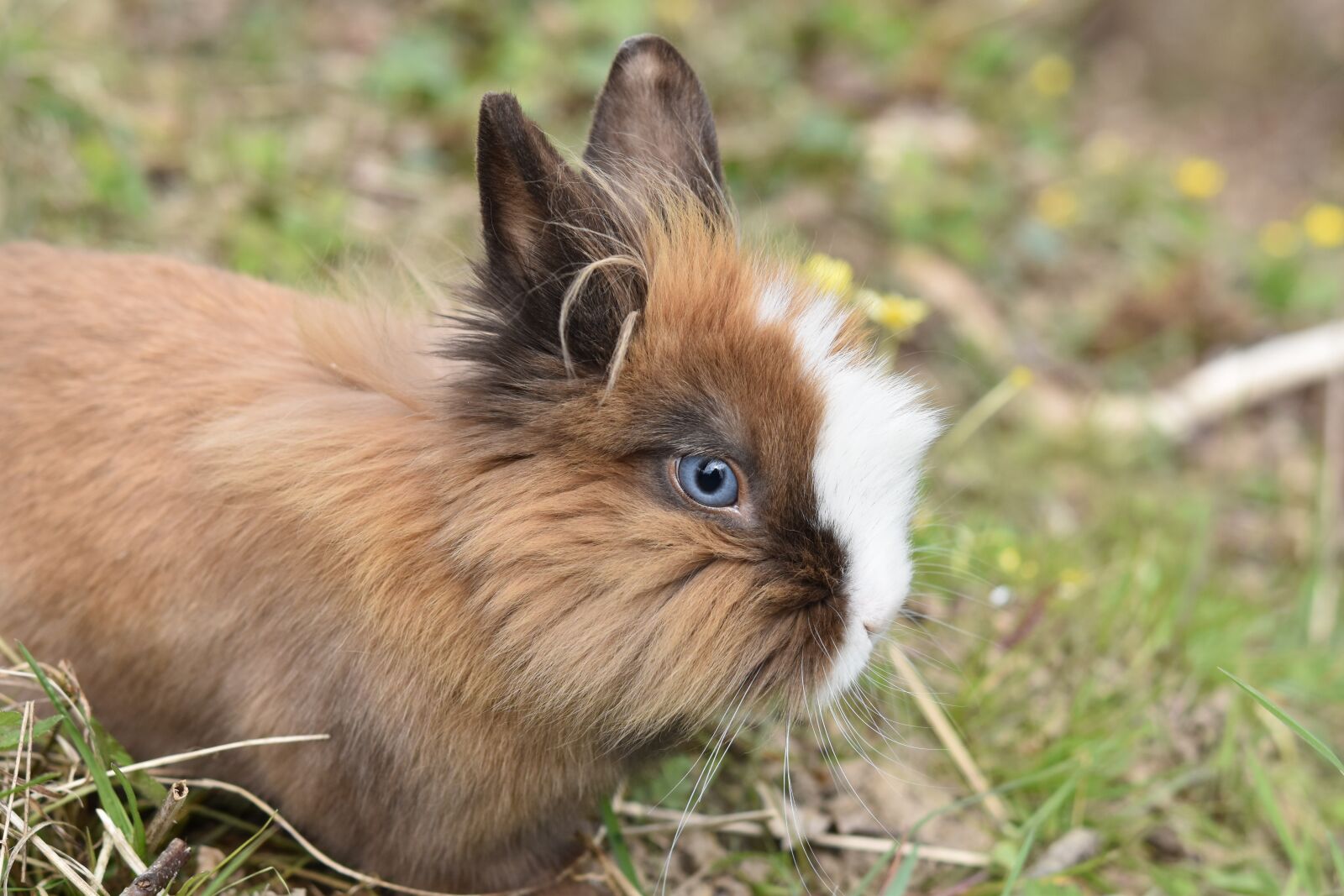 Nikon D5600 sample photo. Rabbit, dwarf rabbit, herbivore photography