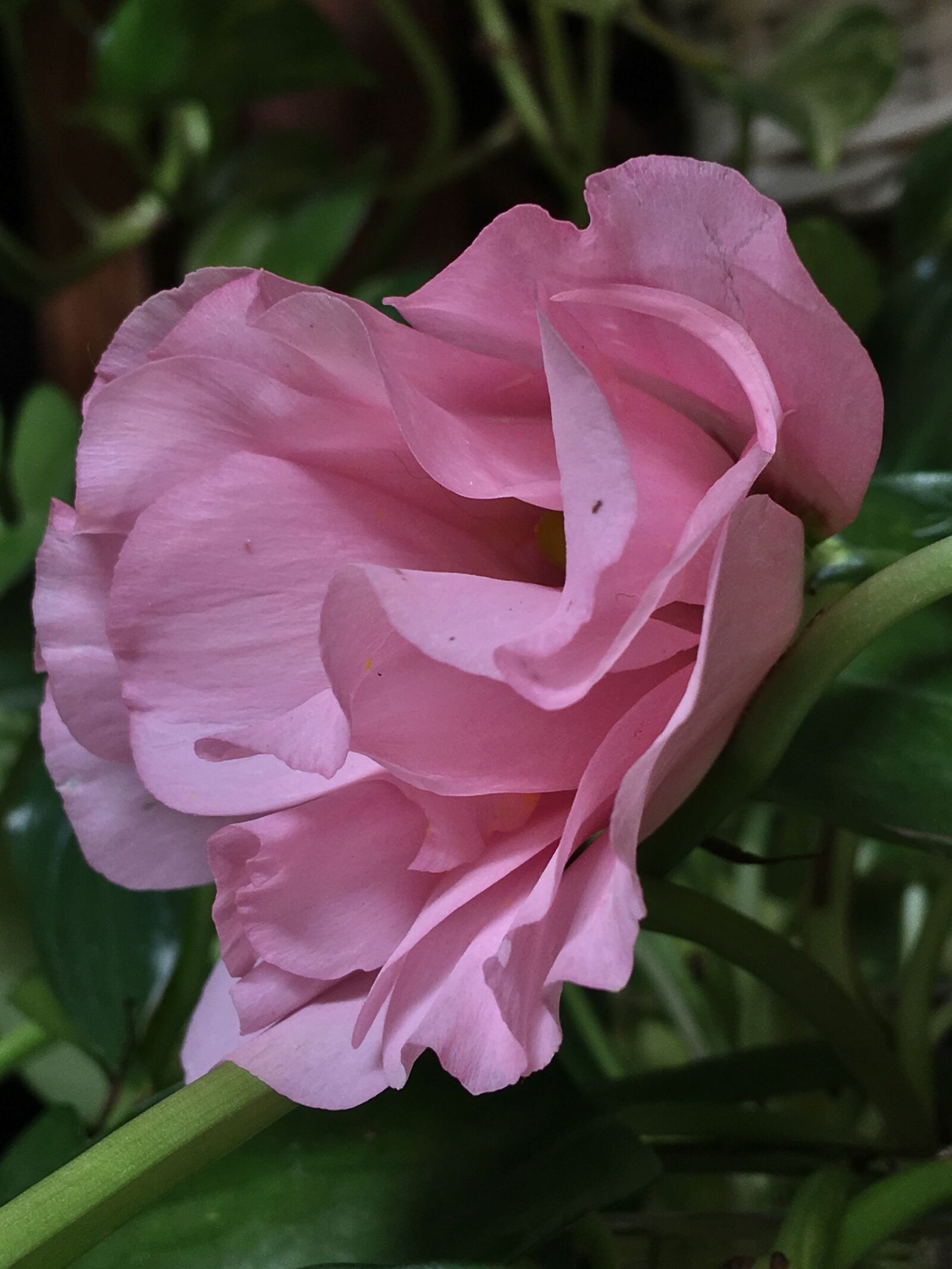 Apple iPhone 6s Plus sample photo. Pink flower, pink petals photography