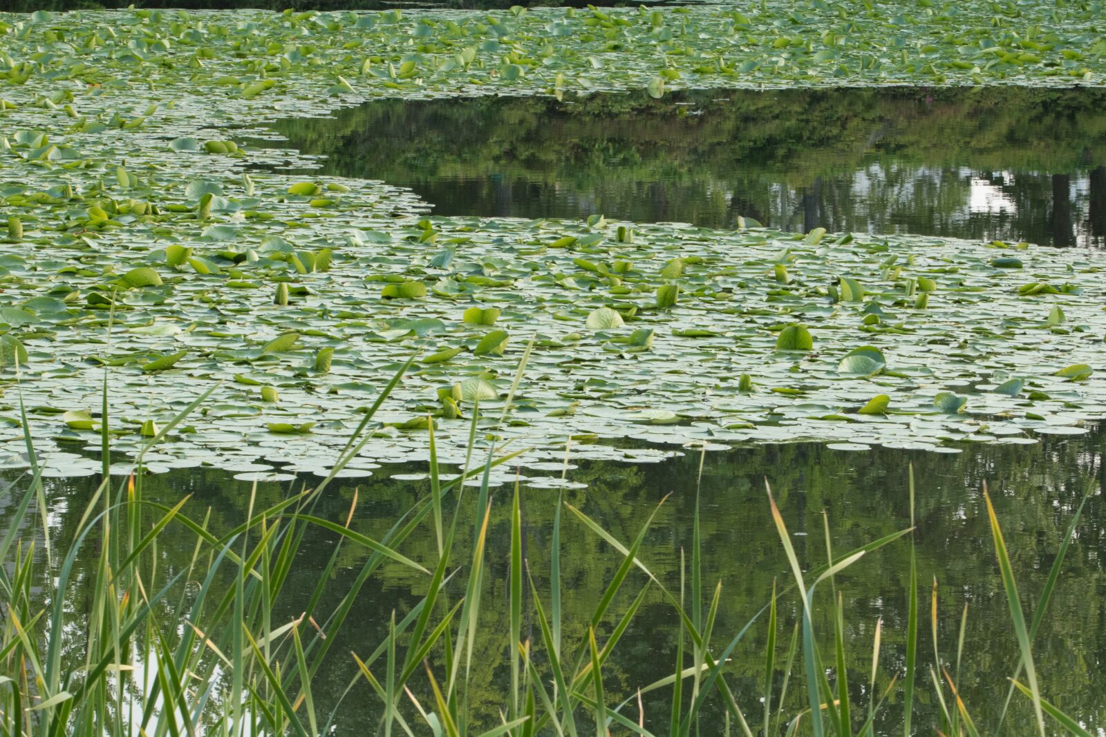 Canon EF 70-200mm F2.8L USM sample photo. Abstract, spring, nature photography