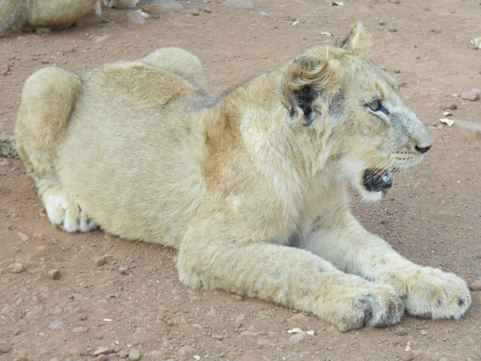 Nikon Coolpix S3300 sample photo. Lion, white lion, female photography
