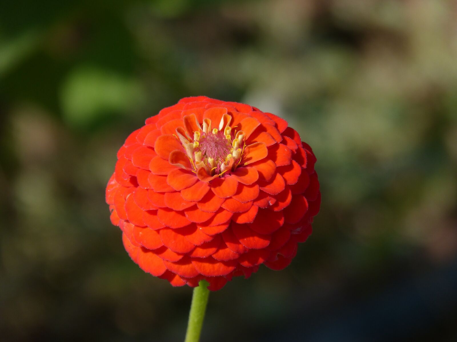 Panasonic DMC-FZ62 sample photo. Zinnia, flower, beauty photography
