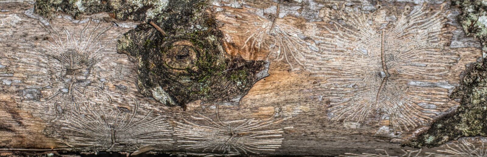 Canon EOS 80D sample photo. Log, dead, nature photography