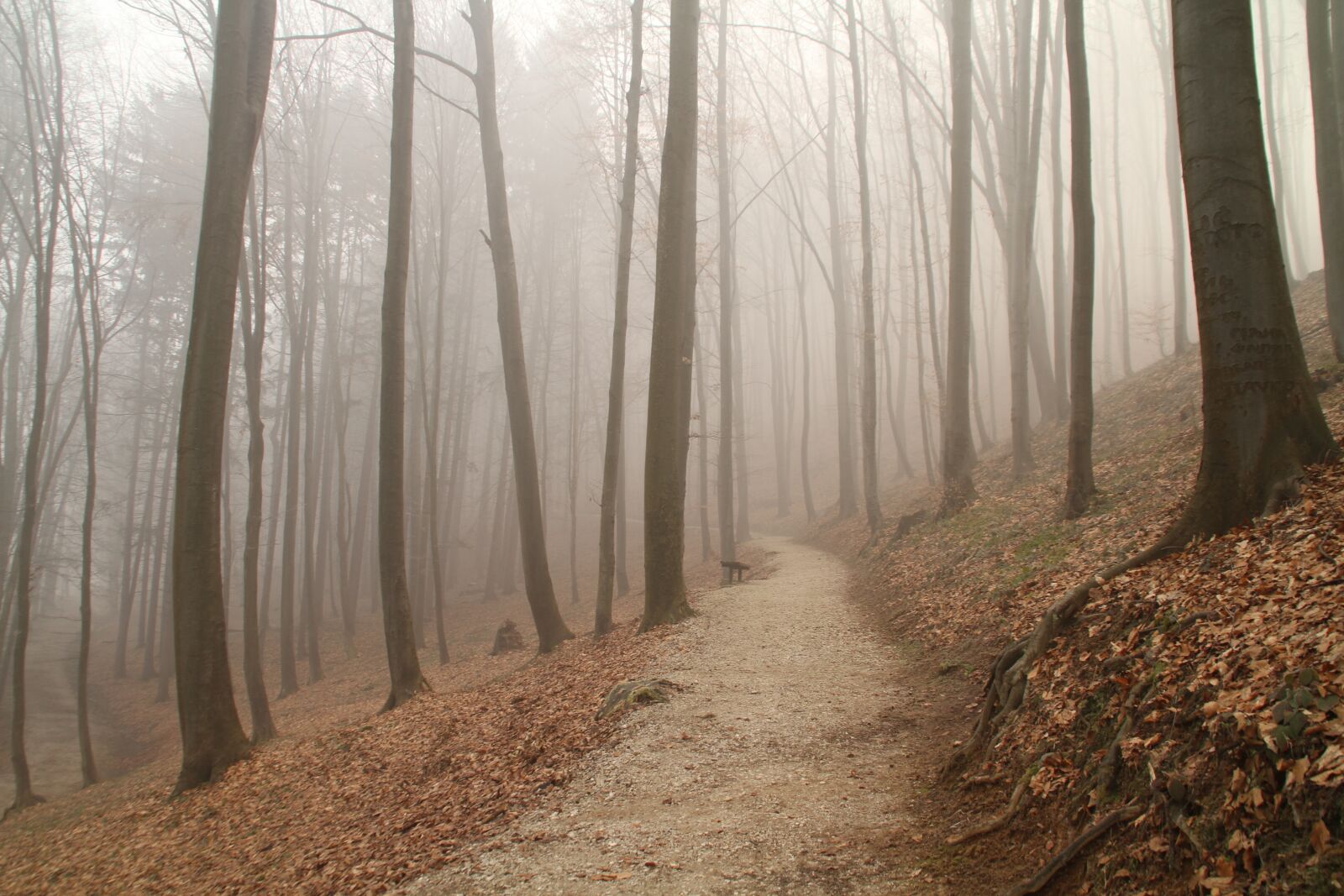 Canon EOS 7D sample photo. Fog, trail, forest photography