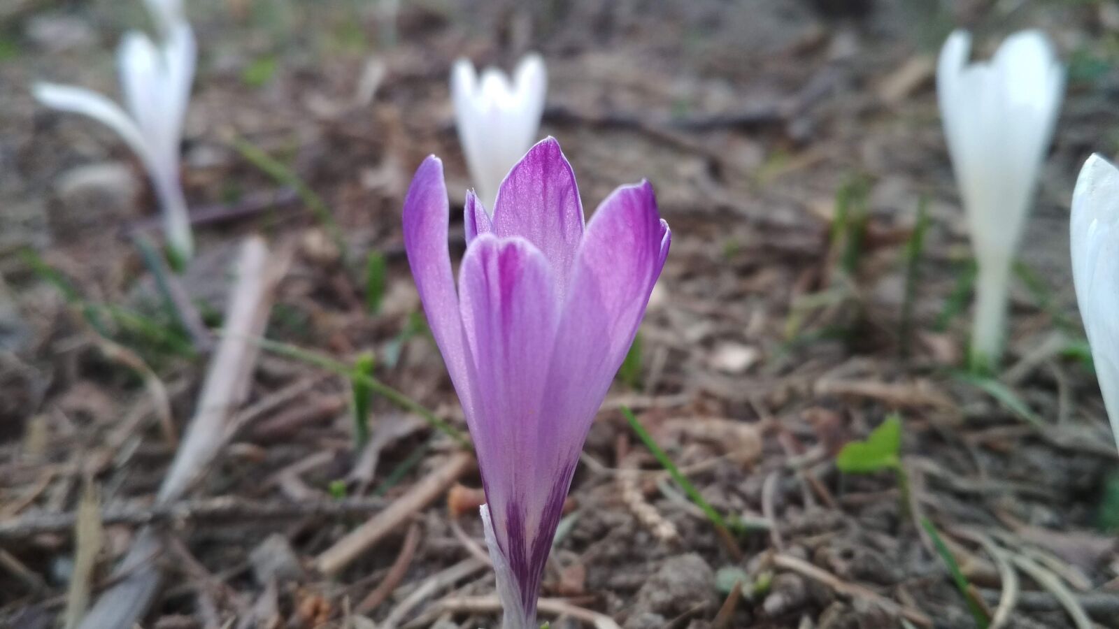 Xiaomi Redmi 4X sample photo. Flower, violet, forest photography
