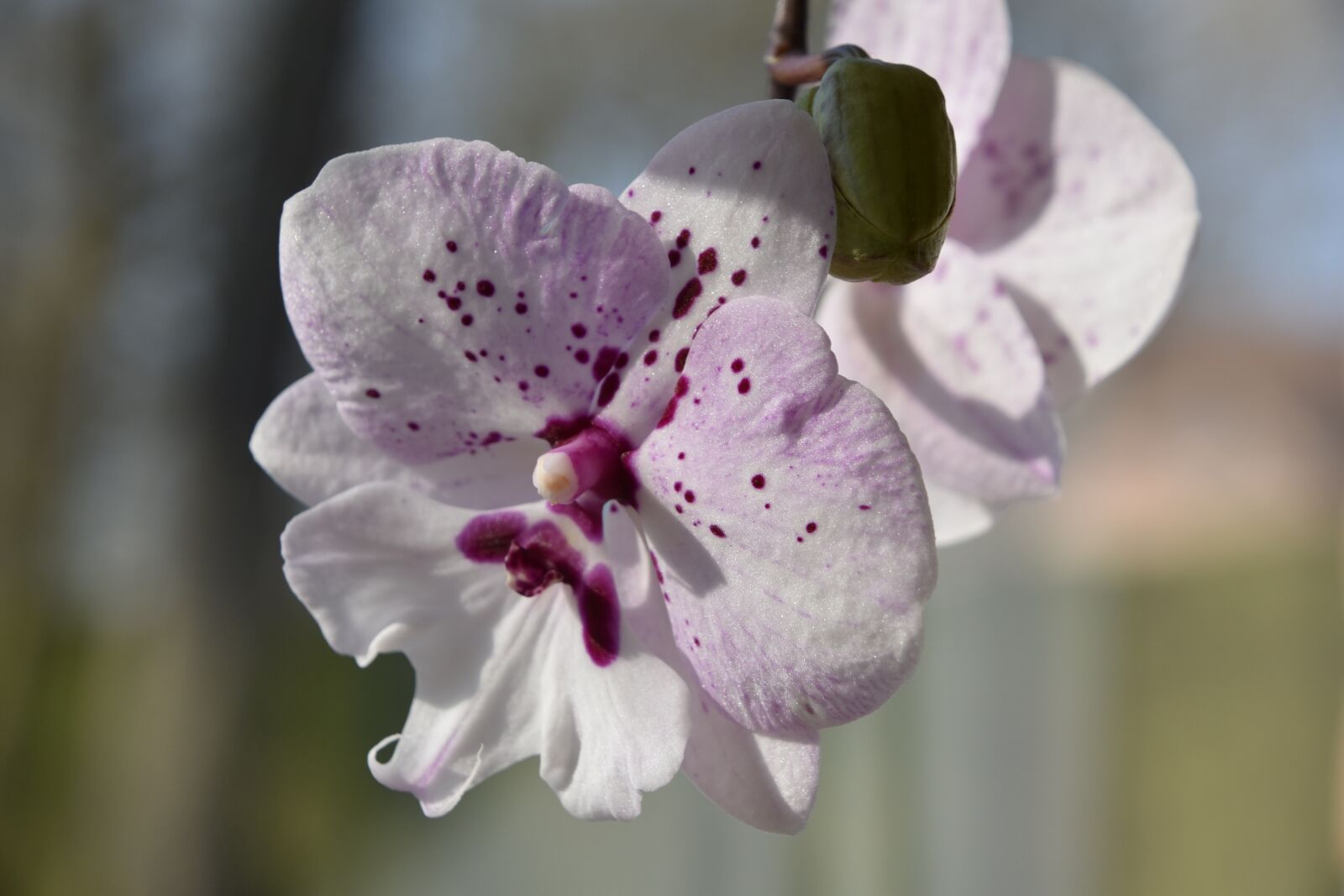 Nikon D5600 sample photo. Flower, nature, plant photography