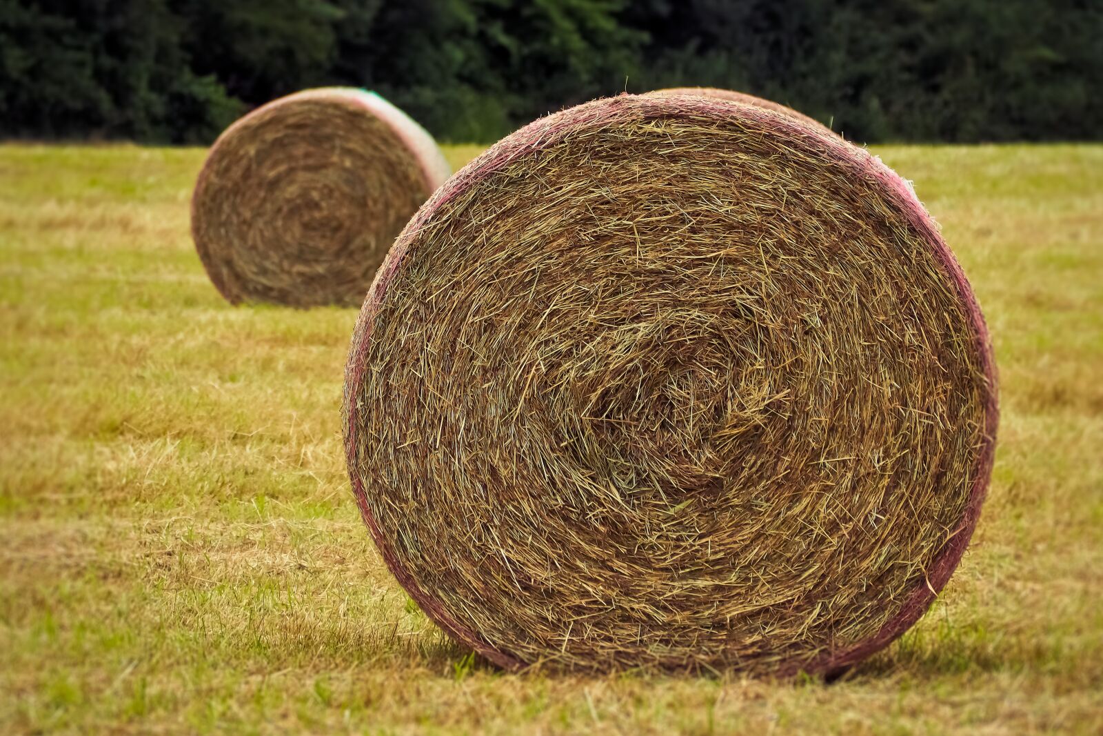 Olympus OM-D E-M10 sample photo. Harvest, field, agriculture photography