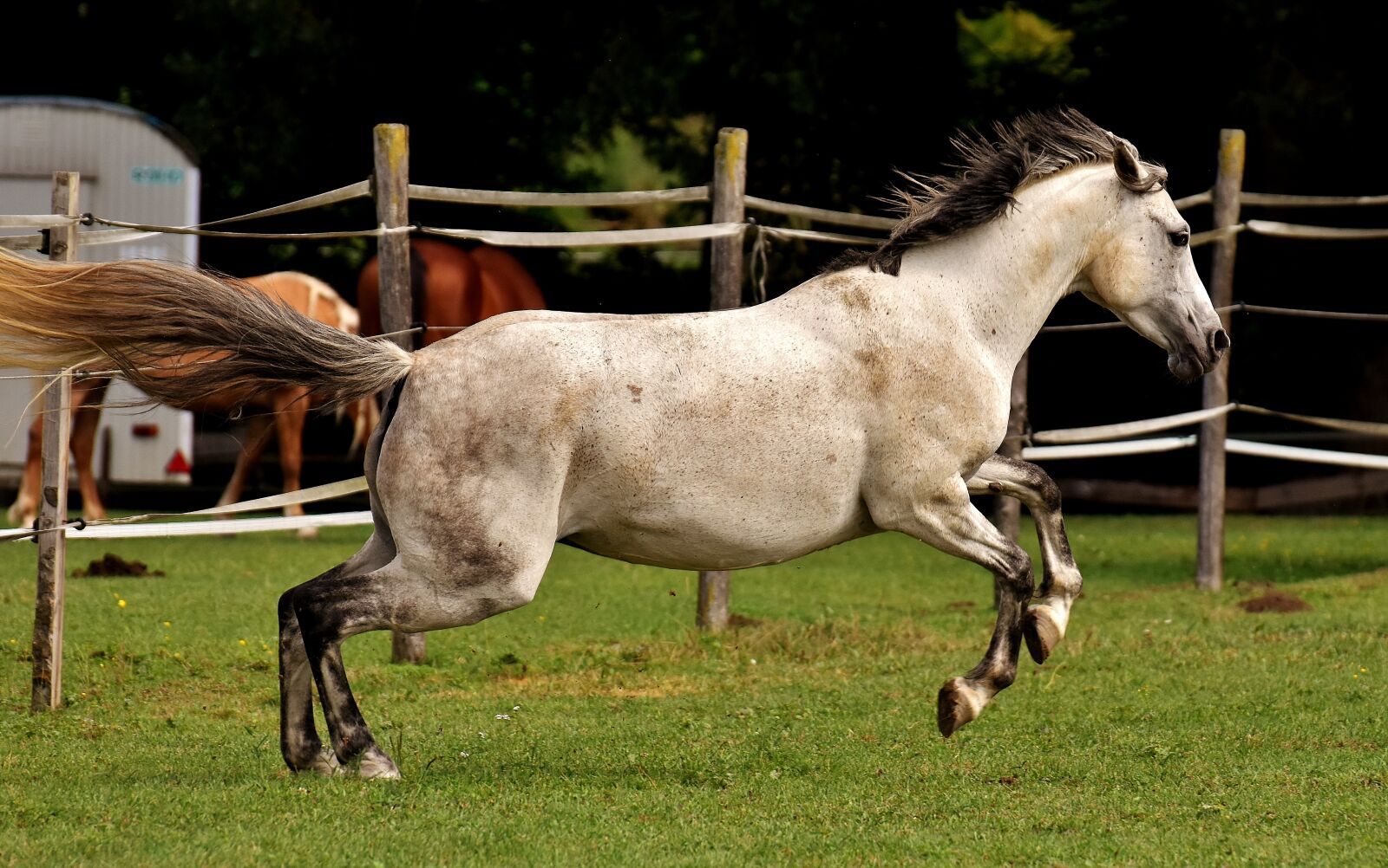 Nikon D7200 sample photo. Mold, horse, love for photography