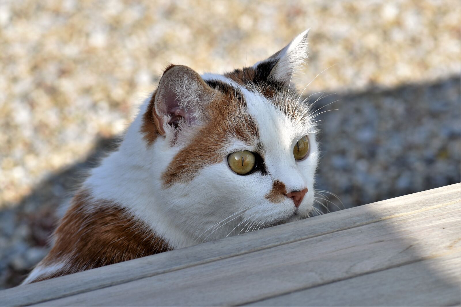 Nikon D5500 sample photo. Cat, white, cute photography