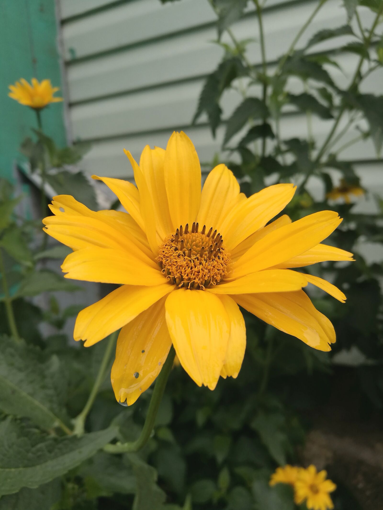 HUAWEI P9 sample photo. Flowers, yellow flowers, macro photography
