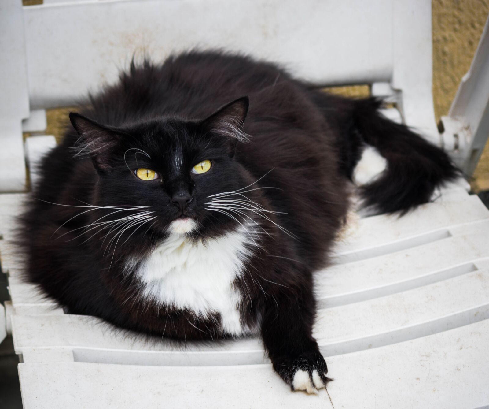 Canon EOS 60D sample photo. Cat, feline, domestic photography