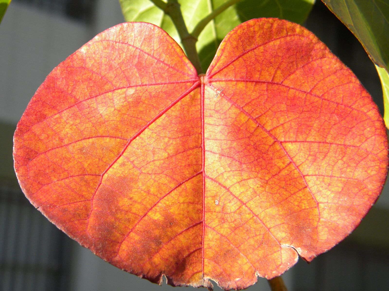 Nikon Coolpix L100 sample photo. Leaves, autumn, autumn leaves photography