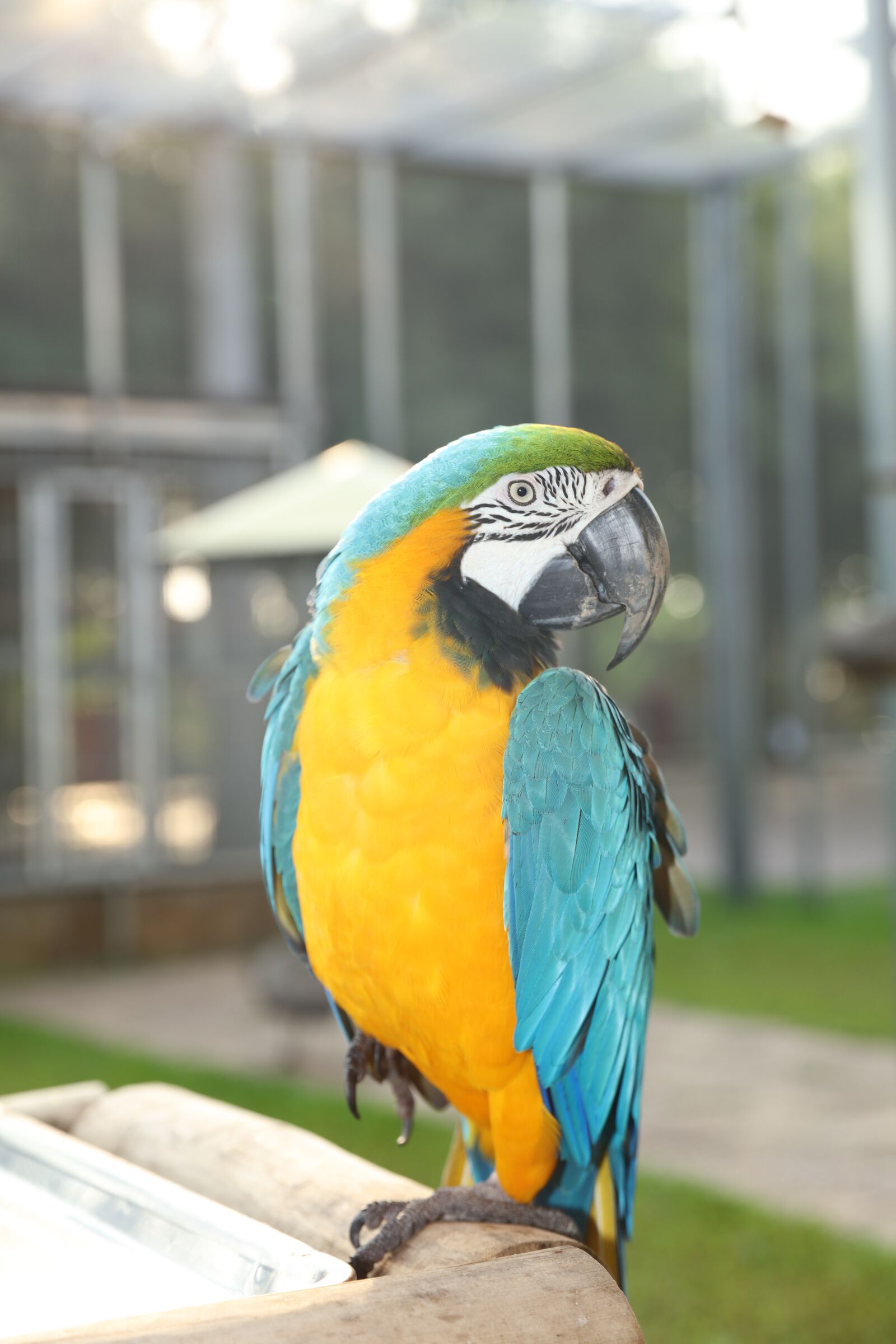 Canon EOS 5DS R + Canon EF 24-70mm F2.8L II USM sample photo. Yellow green parakeet, beautiful photography