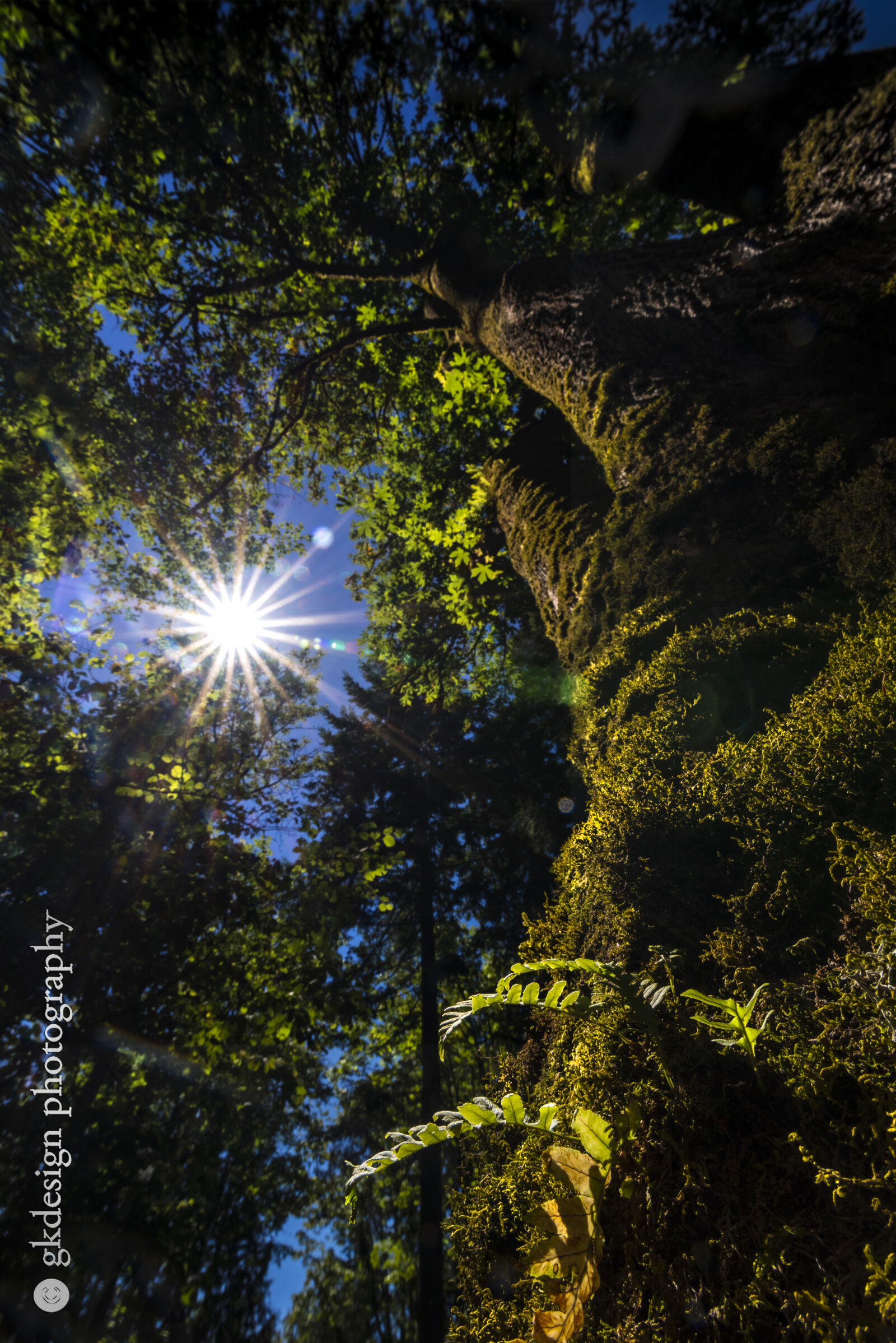 Nikon D610 sample photo