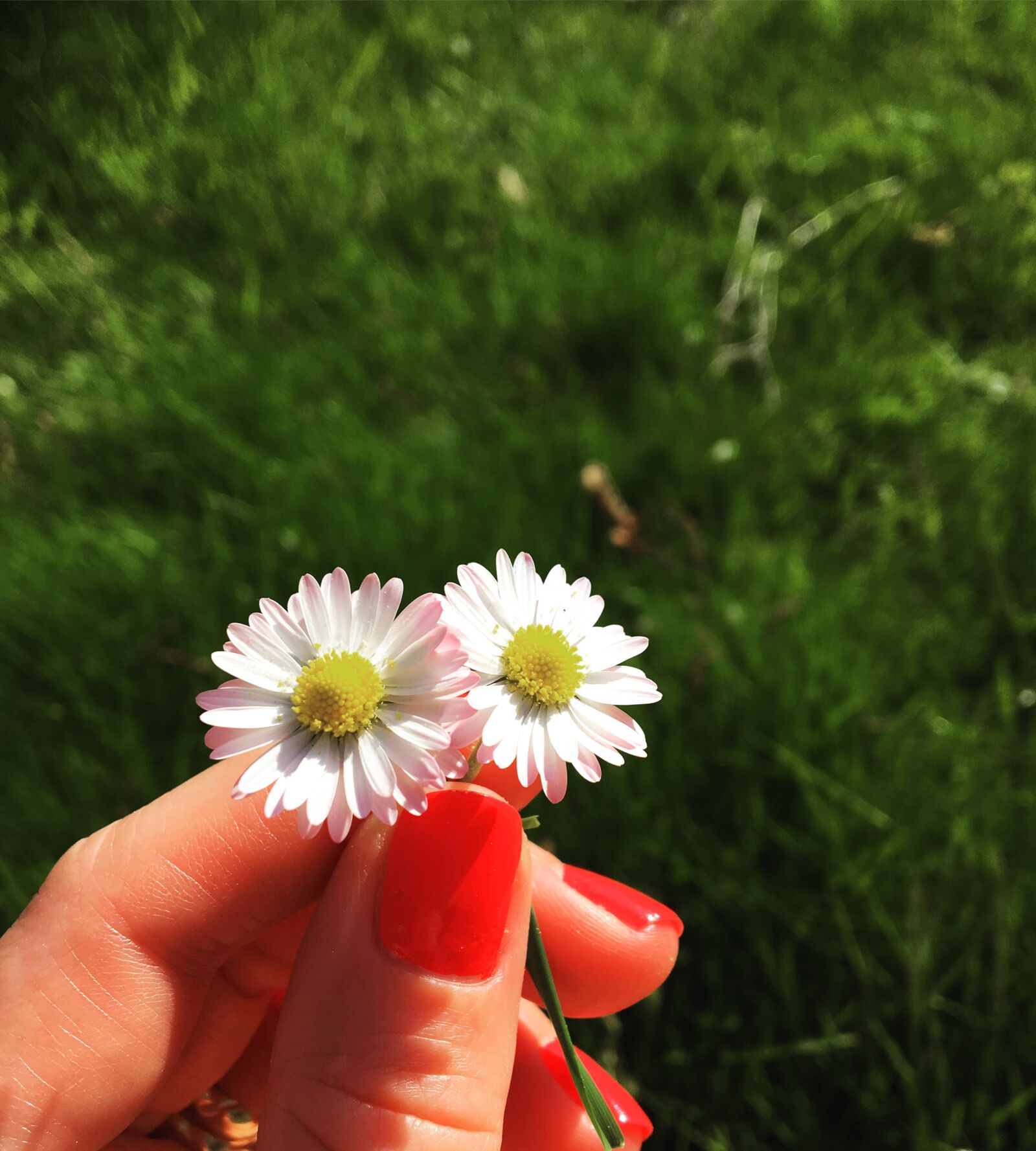 Apple iPhone 6s sample photo. Daisy, flowers, pink photography