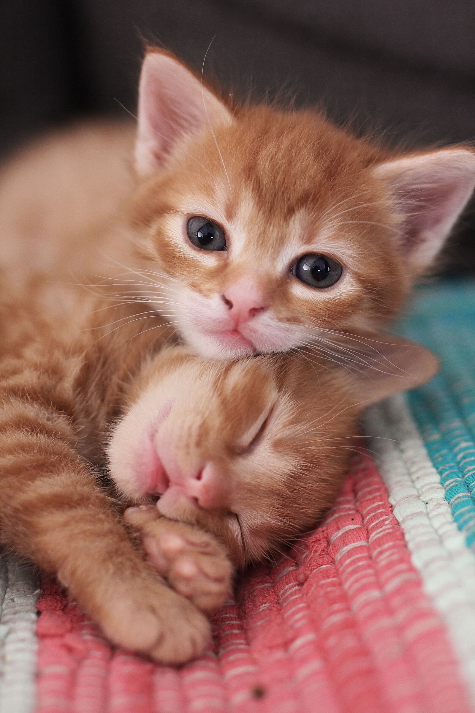 Canon EOS 60D sample photo. Cute, cat, little photography